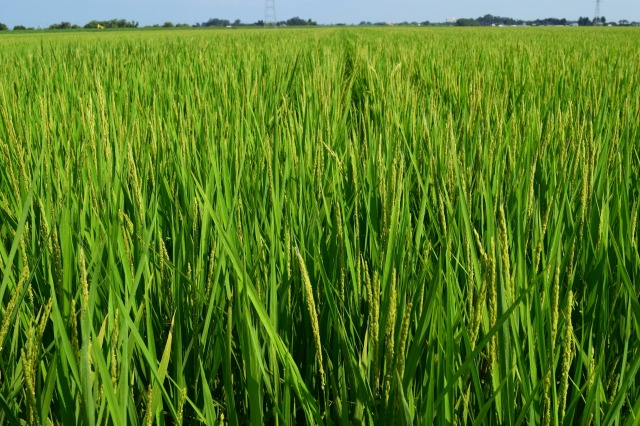 合理的な費用考慮した米価へ 米穀機構 玄米60㎏3万412円